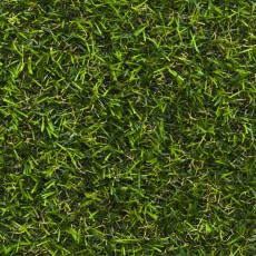 Chicory 17 Artificial Grass
