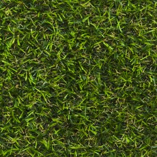 Chicory 17 Artificial Grass