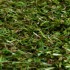 Ascot 15 Artificial Grass - close up