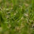 Florence Artificial Grass - Zoom