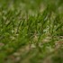 Cambridge 18 Artificial Grass - Zoomed