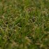 Aruba 15 Artificial Grass - zoom