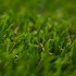 Kensington Artificial Grass - Zoom