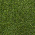 Chicory 17 Artificial Grass