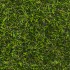 Chicory 17 Artificial Grass