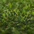 Chicory 17 Artificial Grass