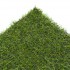 Chicory 17 Artificial Grass