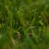 Milano Artificial Grass - Zoom