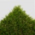 Madrid Artificial Grass 36 Top