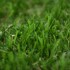 Harebell 40 Artificial Grass