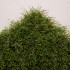 Piccadilly Emerald 40 Artificial Grass