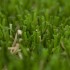 Victoria Elite Artificial Grass - Zoom