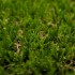 Uxbridge 30 Artificial Grass - Zoomed