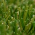 Vienna Artificial Grass Blade