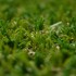 Orchard Artificial Grass - Zoom